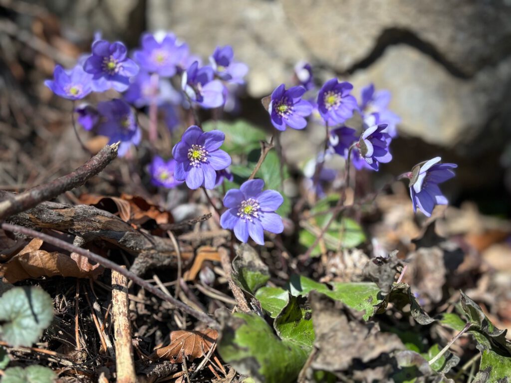 Hintersteiner See im Frühling, Eine Ansammlung von lila Blumen, die zwischen trockenen Blättern und Ästen wachsen, umgeben von grünem Laub.