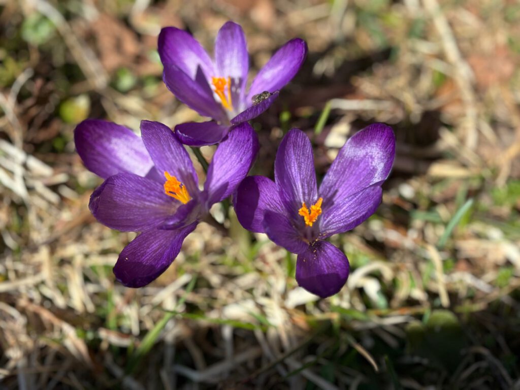 Hintersteiner See im Frühling, Drei lila Krokusse mit orangefarbenen Staubgefäßen auf grünem Hintergrund.