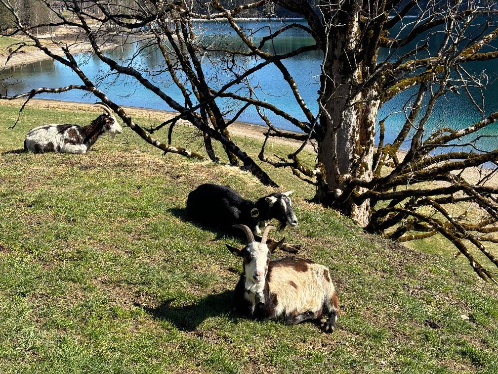 Hintersteiner See im Frühling, Drei Ziegen ruhen auf einer Wiese in der Nähe eines Gewässers, umgeben von einem Baum ohne Blätter.