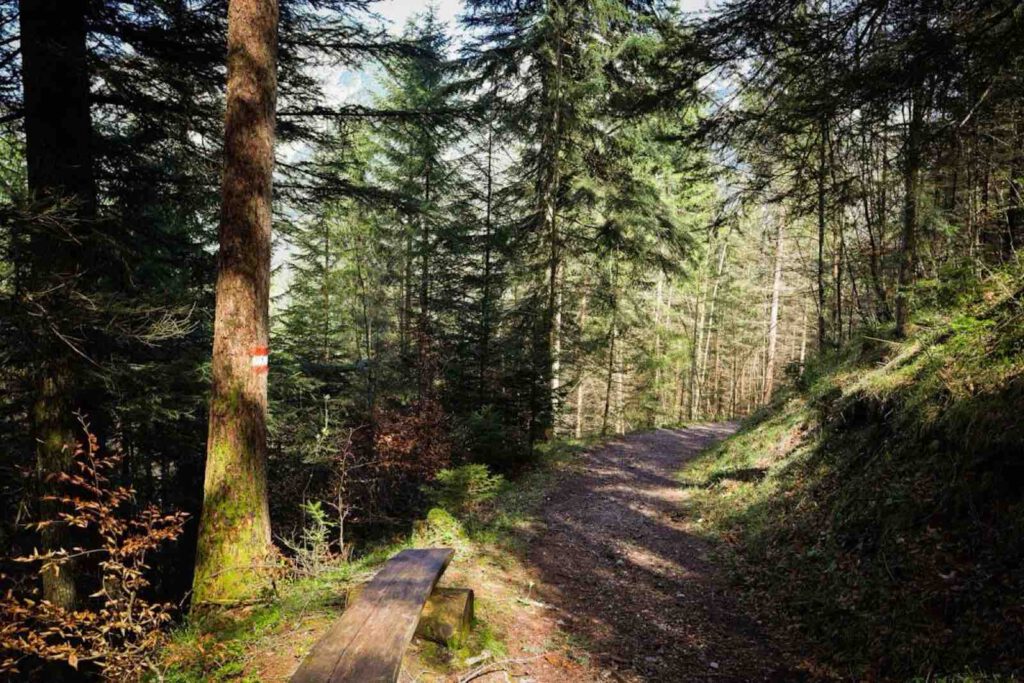 Waldweg entlang des Besinnungswegs Achensee