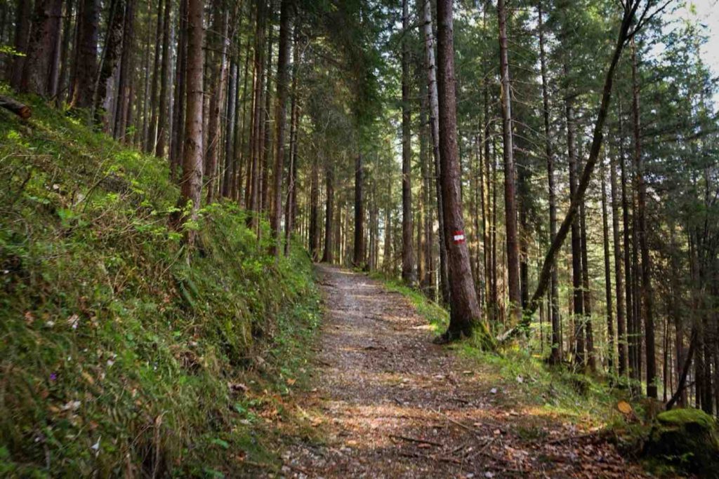 Ruhiger Waldweg entlang des Besinnungswegs oberhalb des Achensees