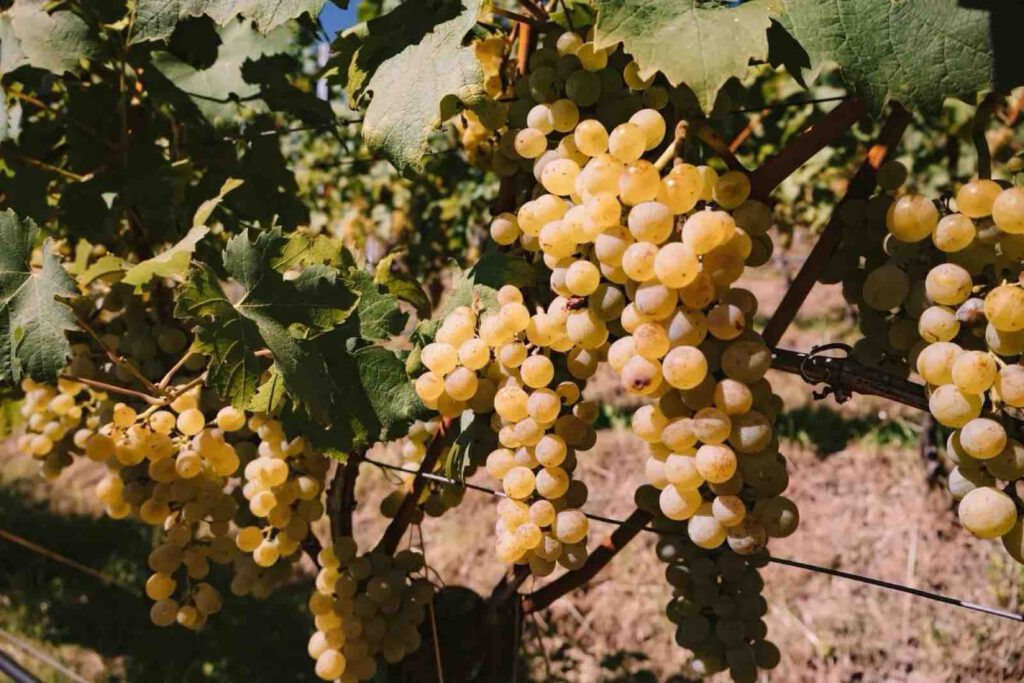 Weintrauben am Weinwanderweg Rebe Bozen Nahaufnahme