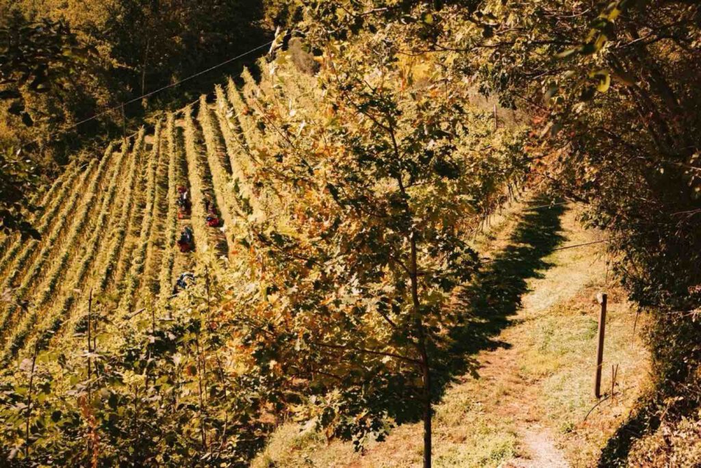 Weinberge entlang Weinwanderweg Rebe Bozen