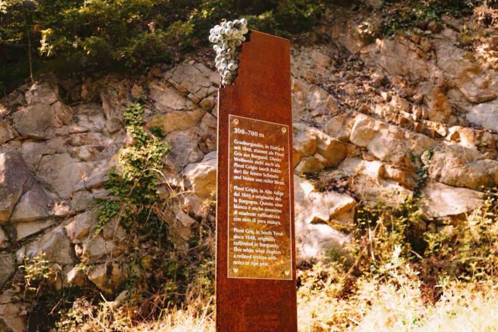Infotafel Weinwanderweg Rebe Bozen im Herbst