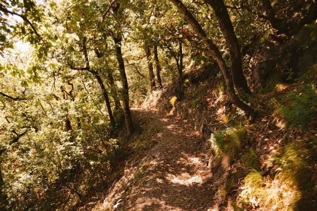 Waldweg entlang Weinwanderweg Rebe Bozen