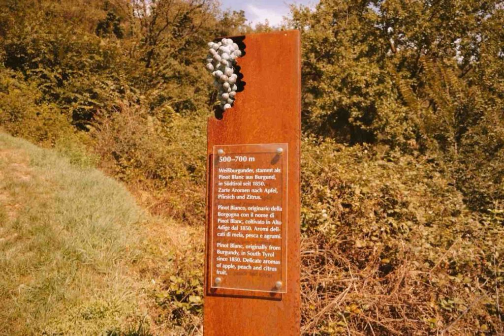 Infostelle Weinwanderweg Rebe Bozen mit Texttafel