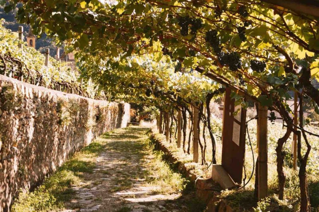 Schattiger Abschnitt Weinwanderweg Rebe Bozen unter Weinreben
