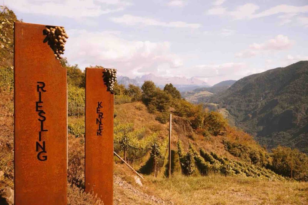 Weinwanderweg Rebe Bozen Infotafel Riesling und Kerner Aussicht Südtirol