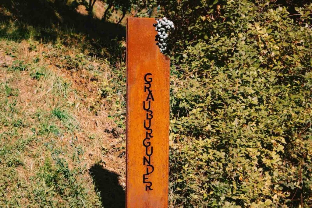 Infostelle Weinwanderweg Rebe Bozen Grauburgunder