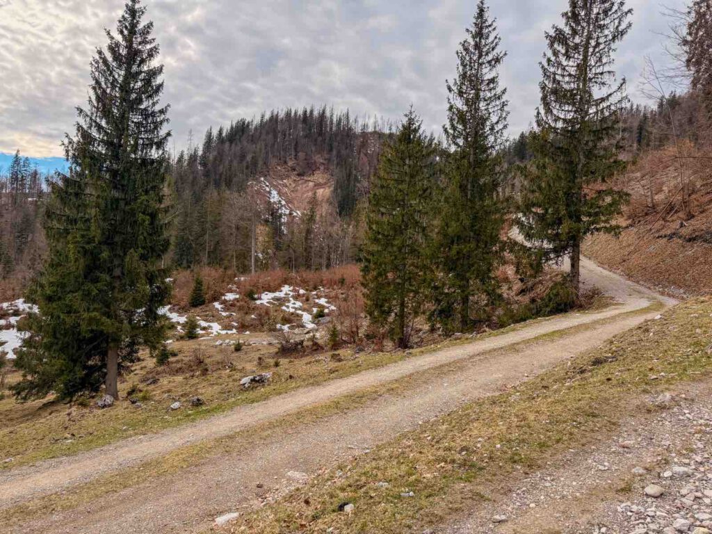 wanderweg zur wochenbrunner alm durch wald