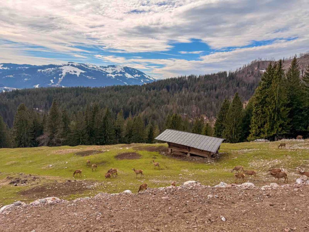 Aussicht ins Tal nahe Wochenbrunner Alm am Wilden Kaiser mit Wildgehege