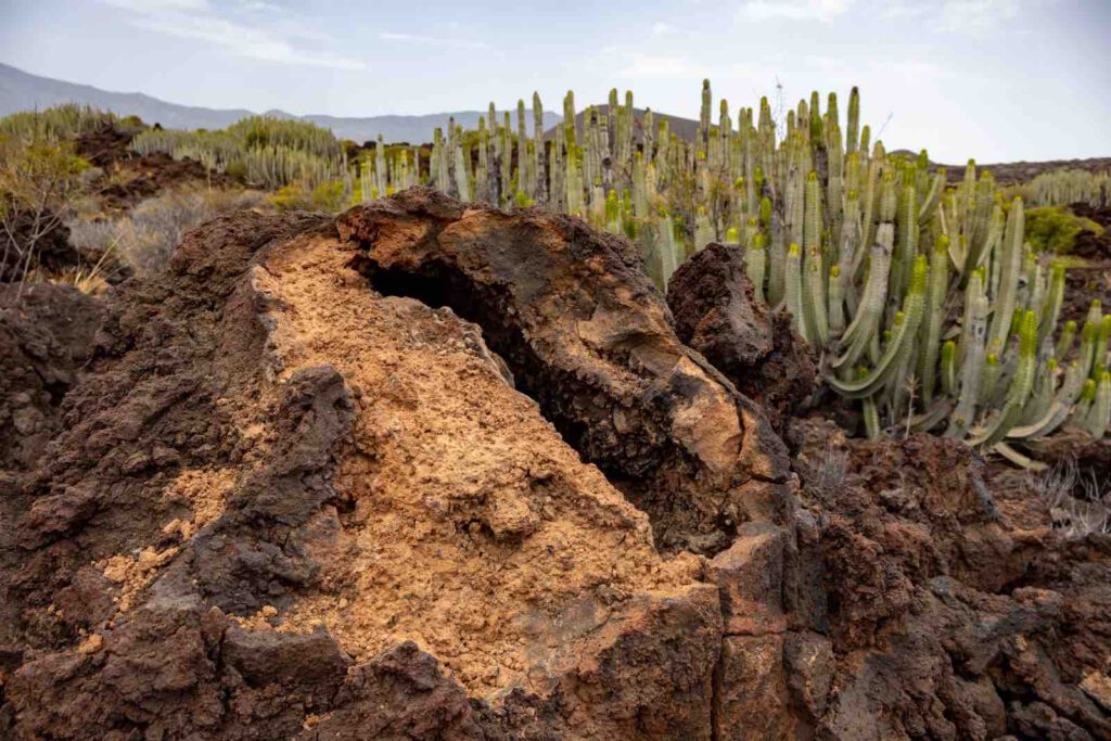 Lavafelsen und Kakteen entlang der Küste im Naturreservat Malpaís de Güímar