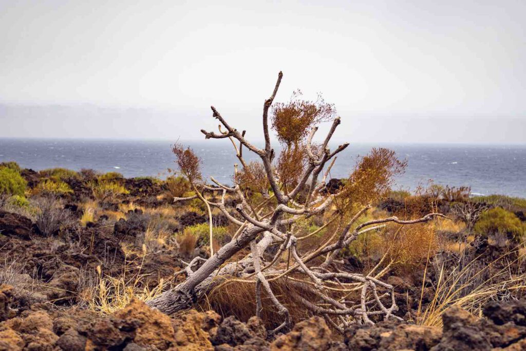 Vertrockneter Busch in der kargen Vulkanlandschaft des Malpaís de Güímar