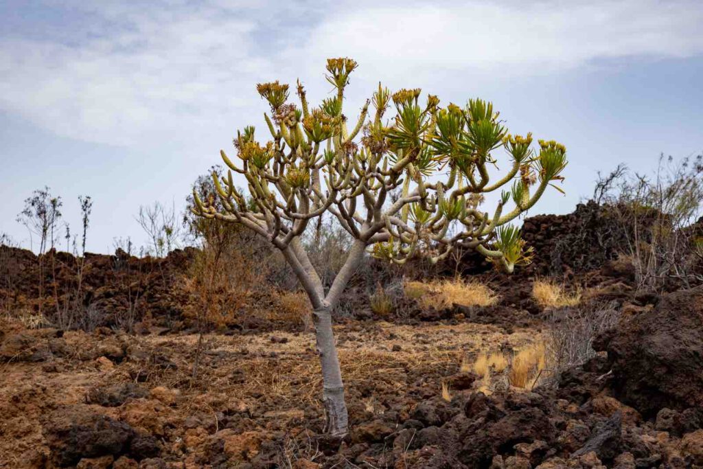 Kanarischer Drachenbaum in der Lava-Landschaft des Malpaís de Güímar