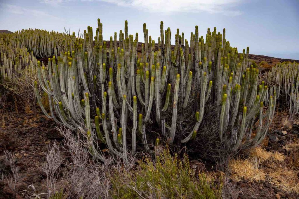 Kanarische Wolfsmilch-Kakteen in der Vulkanlandschaft des Malpaís de Güímar