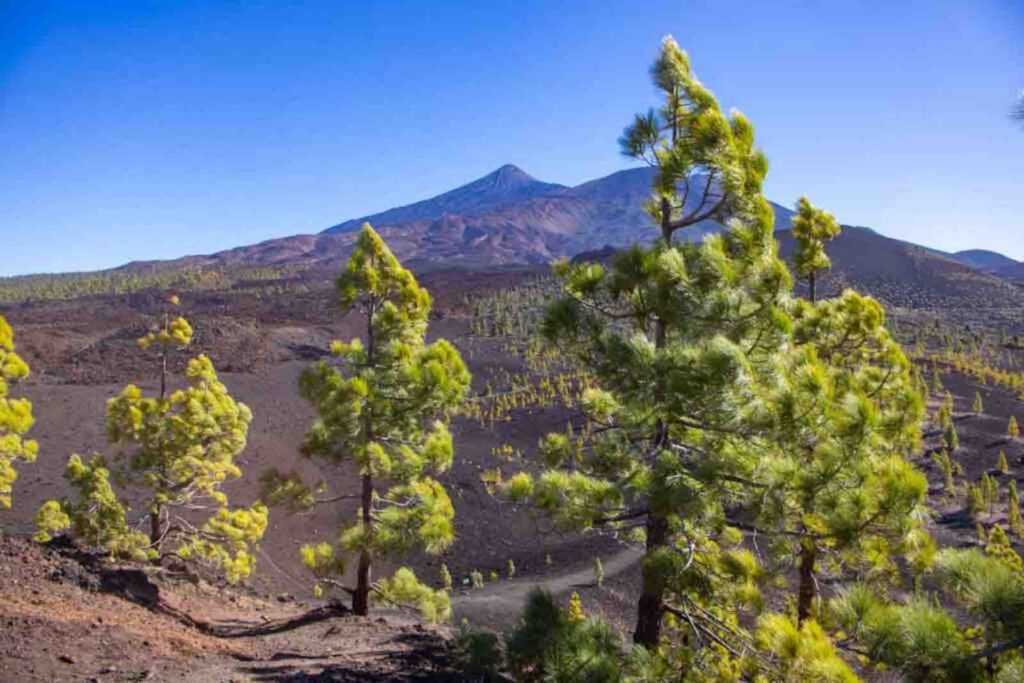 Kanarische Kiefern vor der Vulkanlandschaft nahe der Montaña Samara im Teide Nationalpark
