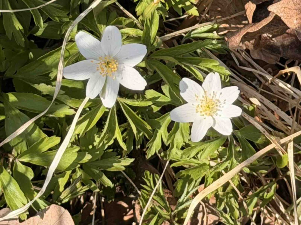 Frühlingsblumen am Wegesrand bei der Wanderung in Söll