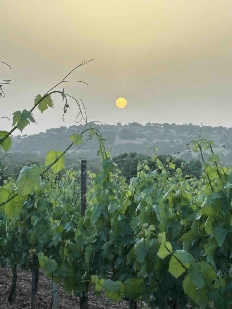 Puglia dei Trulli, sonnenuntergang weinberg apulien martina franca aussicht