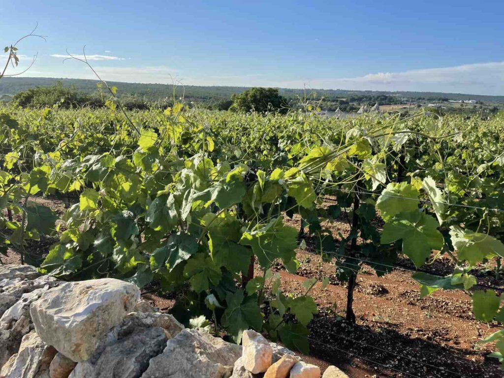 Puglia dei Trulli, weinreben apulien weingut martina franca weinberg aussicht