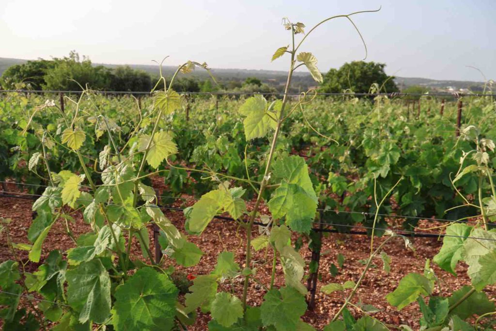 puglia dei Trulli, junge weinreben apulien weinbau martina franca