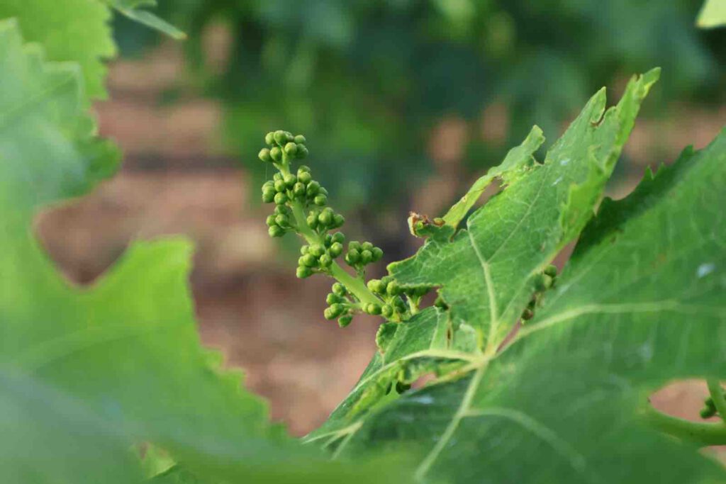 Puglia dei Trulli, trauben weinrebe detail apulien martina franca