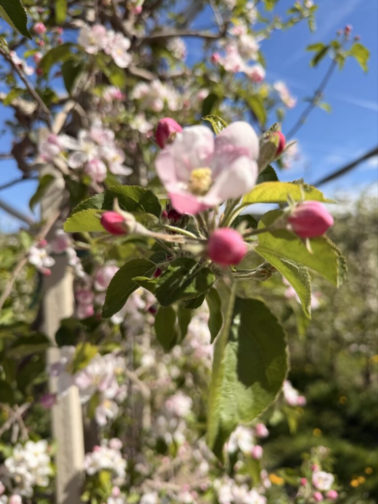 Apfelblüten Zweig Kalterer See Frühling Obstplantage Südtirol