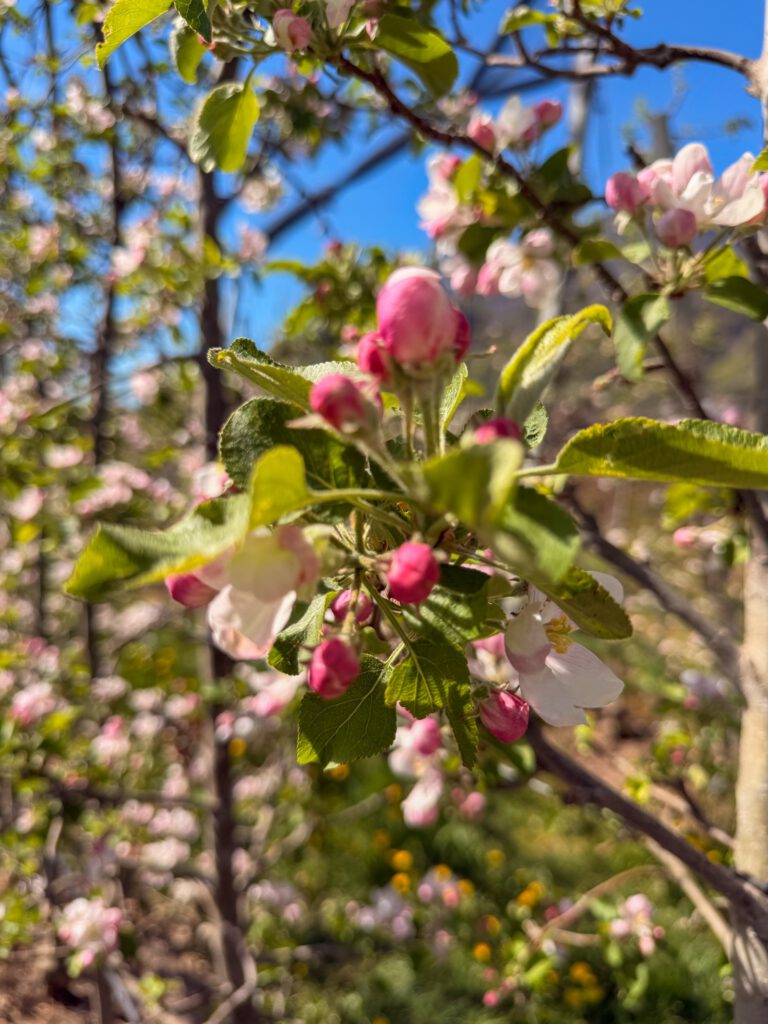 Blühende Apfelbäume Kaltern Südtirol Apfelblüte Detailaufnahme