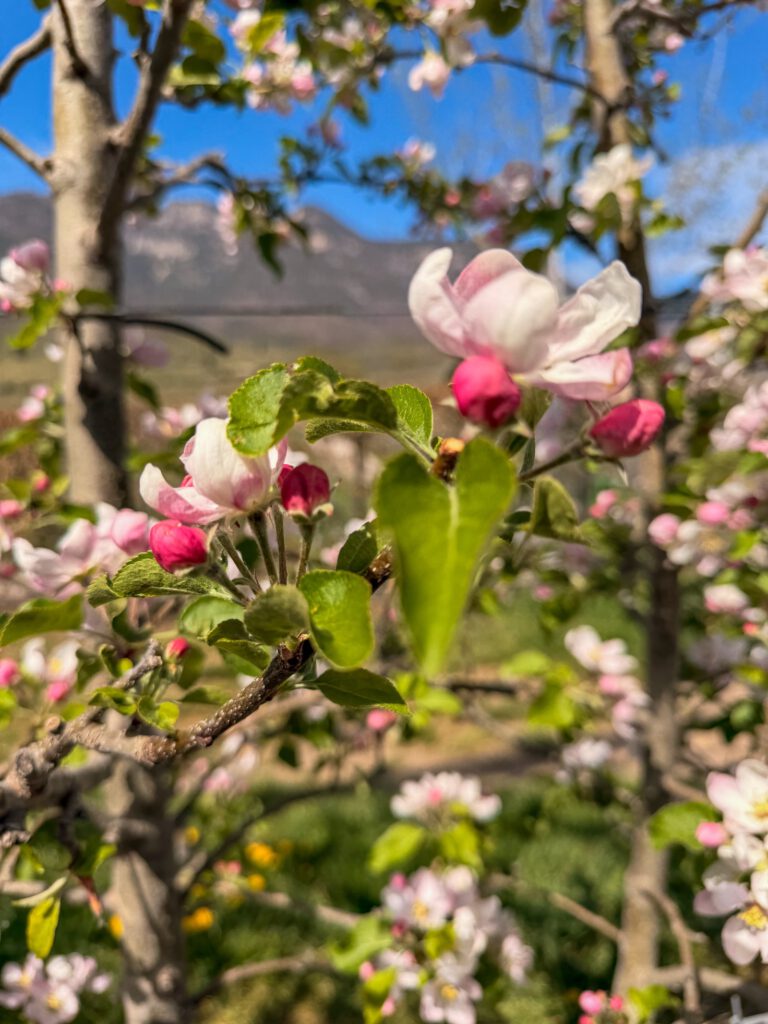 Apfelblüte Kalterer See Nahaufnahme rosa-weiße Blüten Südtirol Frühling