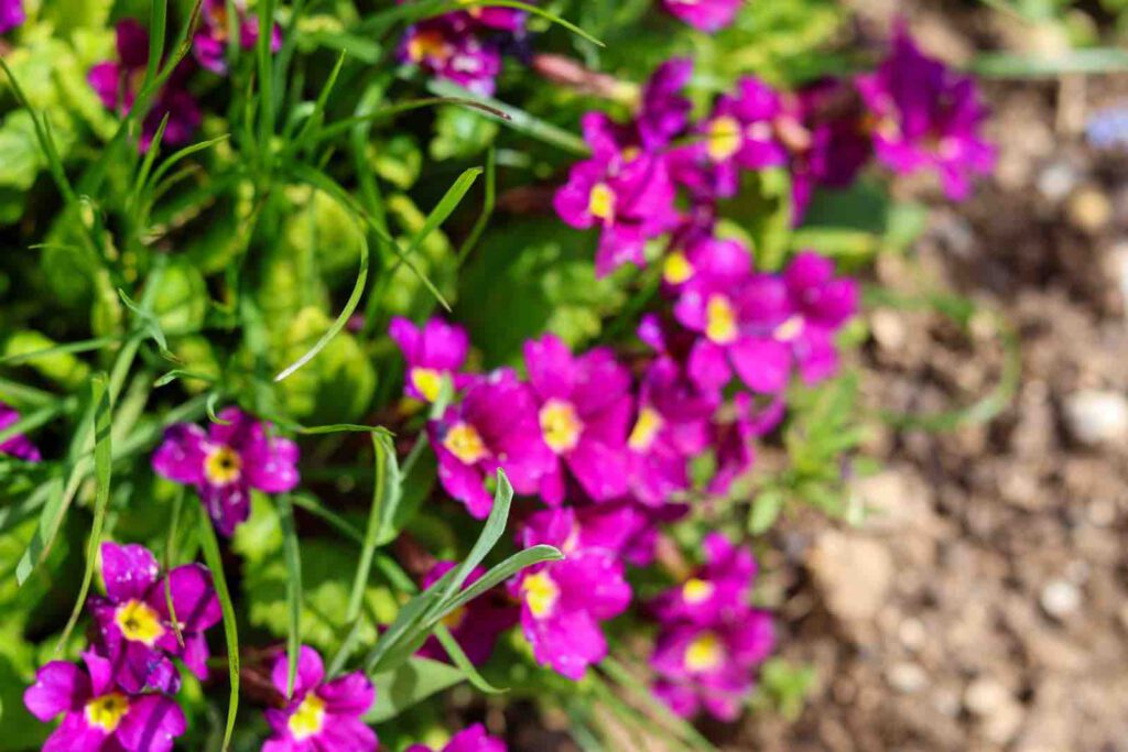 Pinke Alpenblumen entlang des Wanderwegs