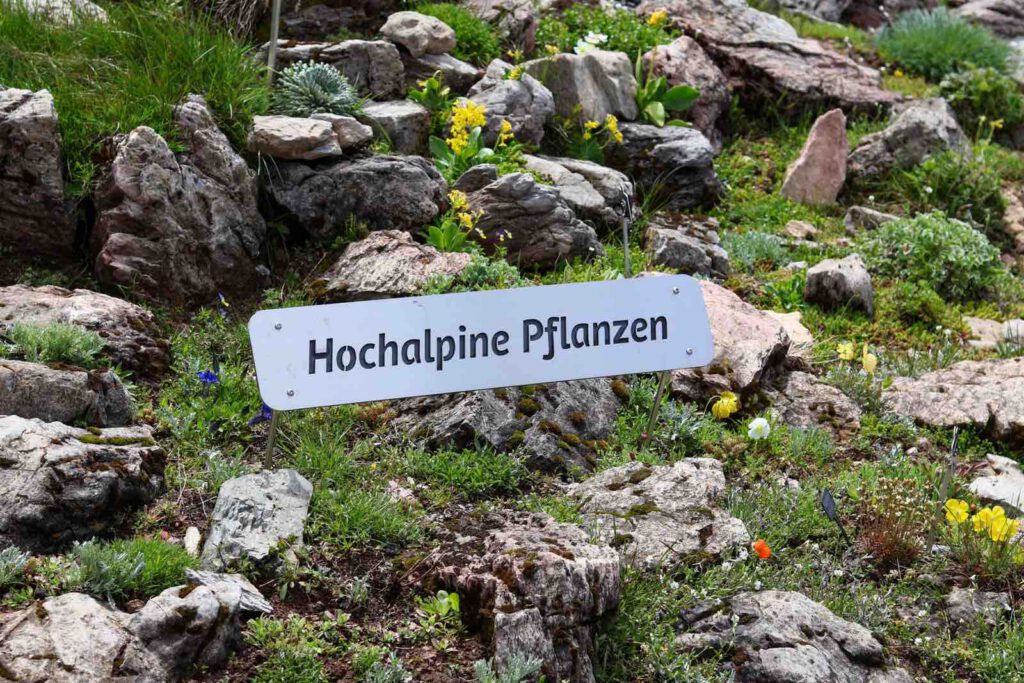 Schild Hochalpine Pflanzen am Wanderweg Kitzbüheler Horn