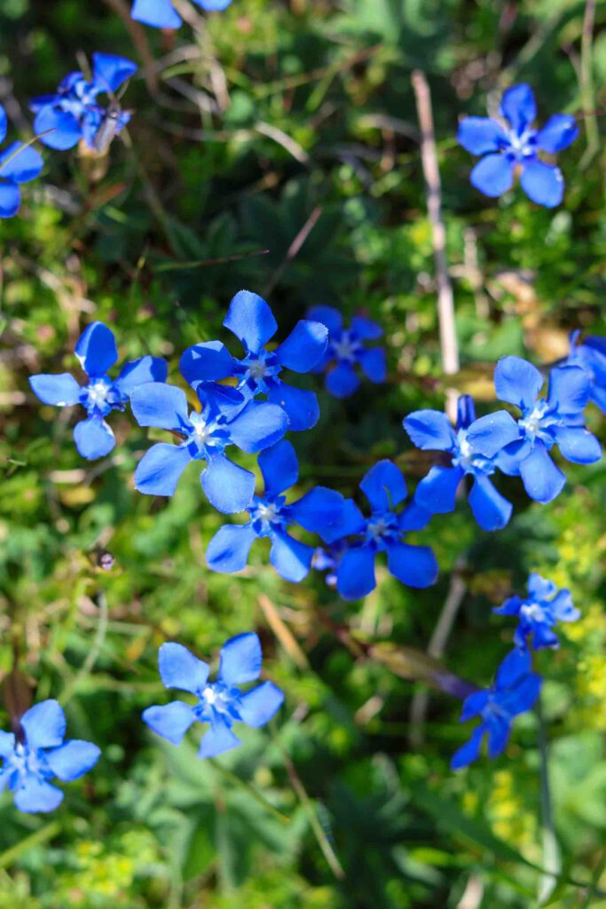 Blaue Alpenblumen entlang des Wanderwegs am Kitzbüheler Horn