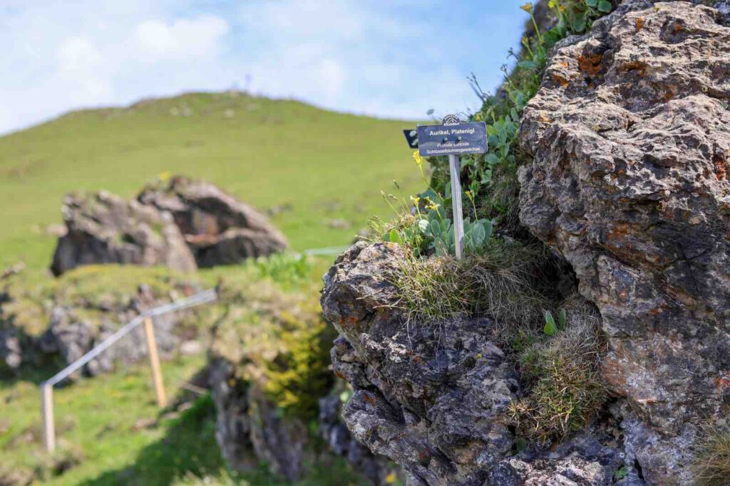 Alpengarten am Wanderweg zum Gipfelkreuz Kitzbüheler Horn