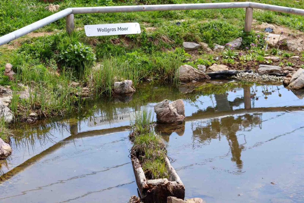 Wollgras Moor am Kitzbühler Horn im alpinen Garten