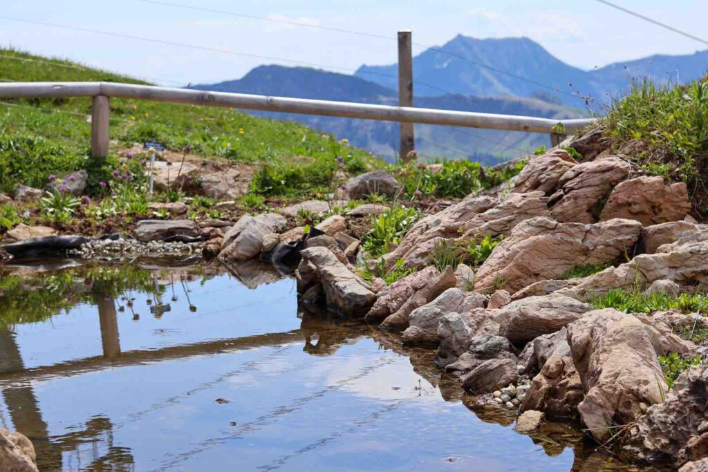 Kleiner Bergteich am Wanderweg Kitzbüheler Horn