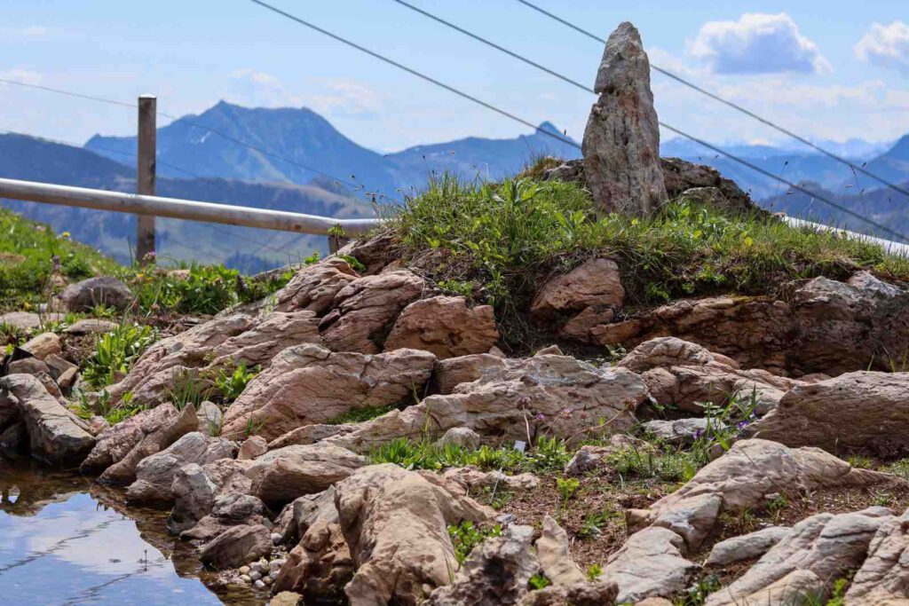 Fels aus alpinen Garten nahe dem Gipfel des Kitzbüheler Horns