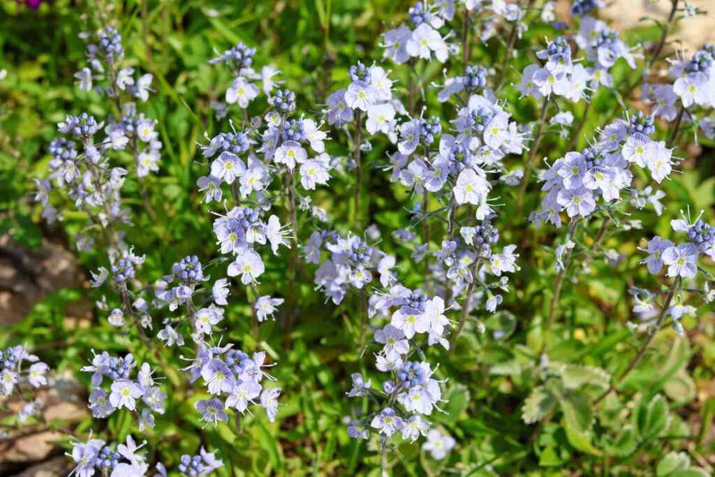 Weiße Bergblumen am Kitzbüheler Horn