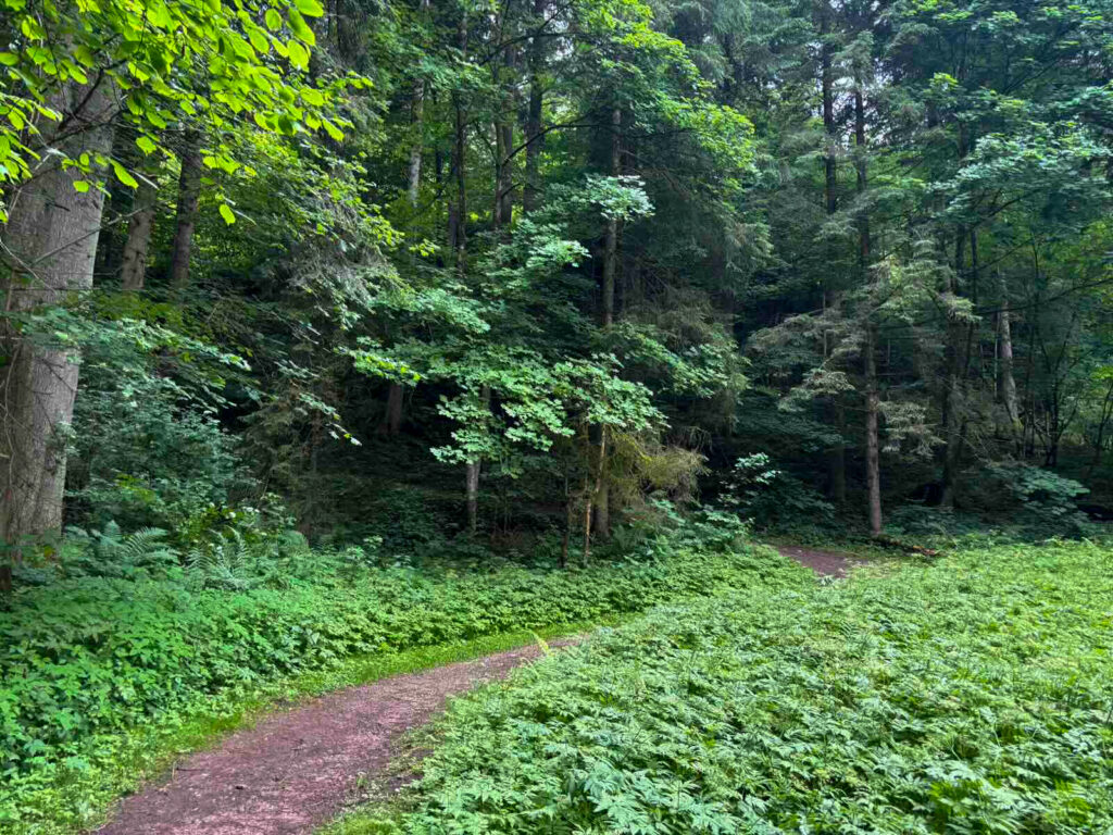 Ruhiger Waldweg auf der Rundwanderung in Söll
