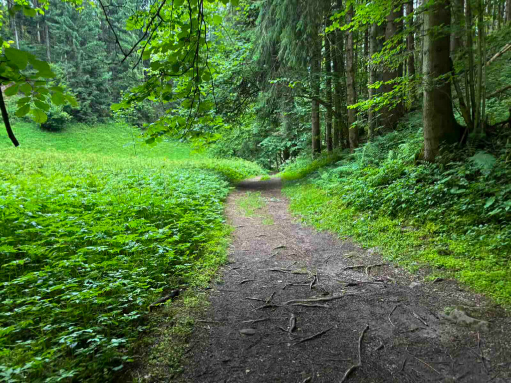 Schmaler Naturweg durch den Wald nahe Moorsee Söll