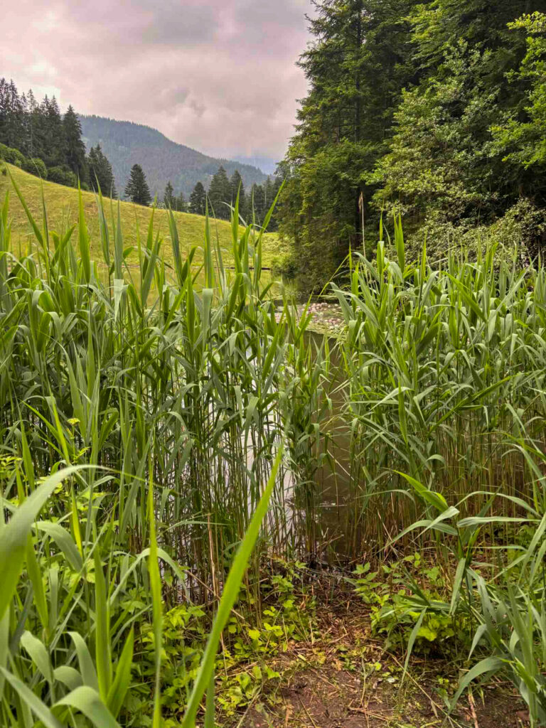 Schilf und Pflanzen am Ufer des Moorsees Söll