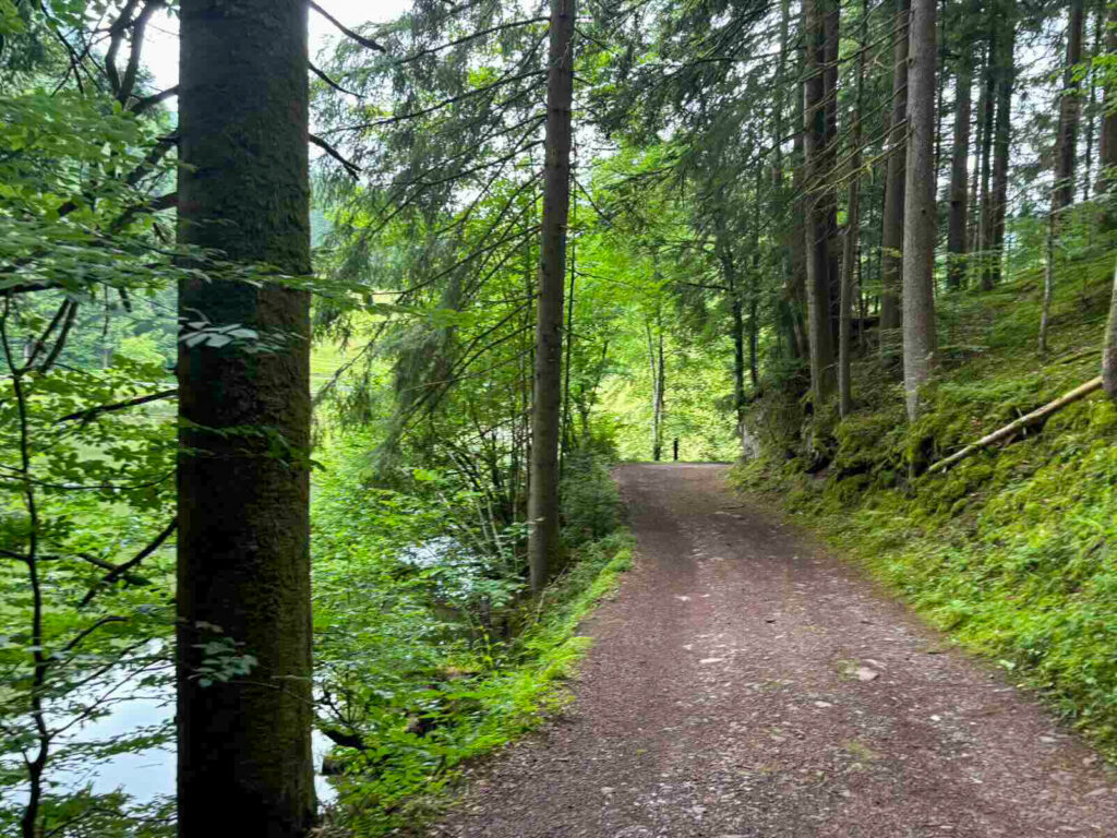 Breiter Forstweg durch den Wald bei Söll