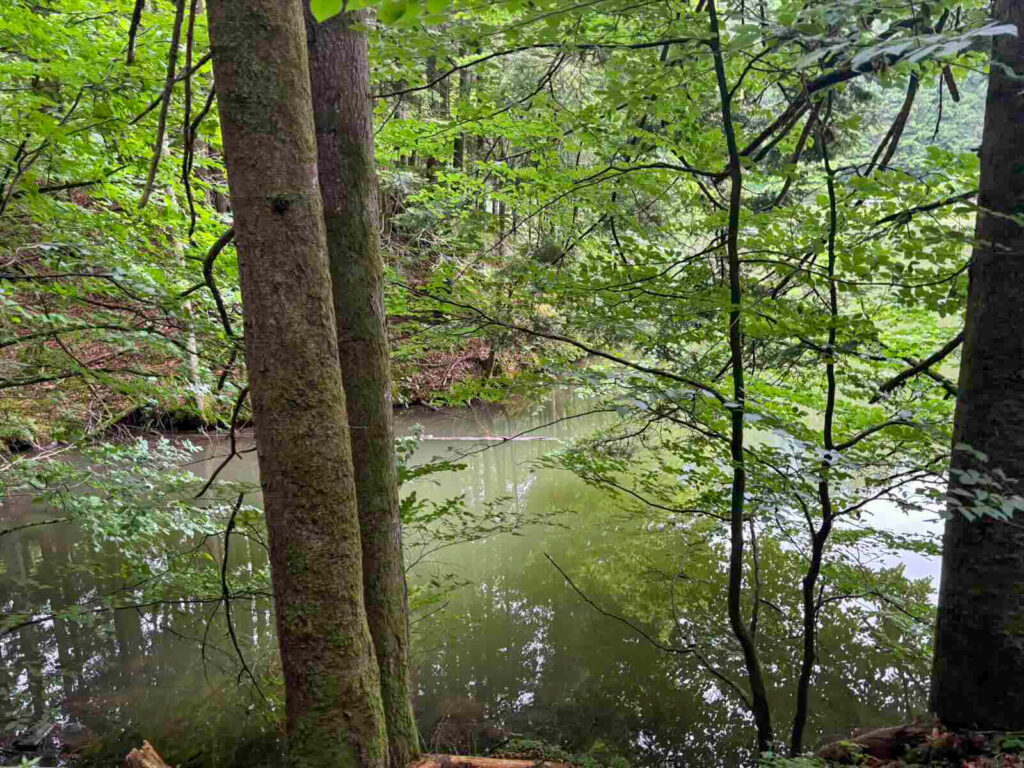 Kleiner Bach im Wald entlang der Wanderung bei Söll