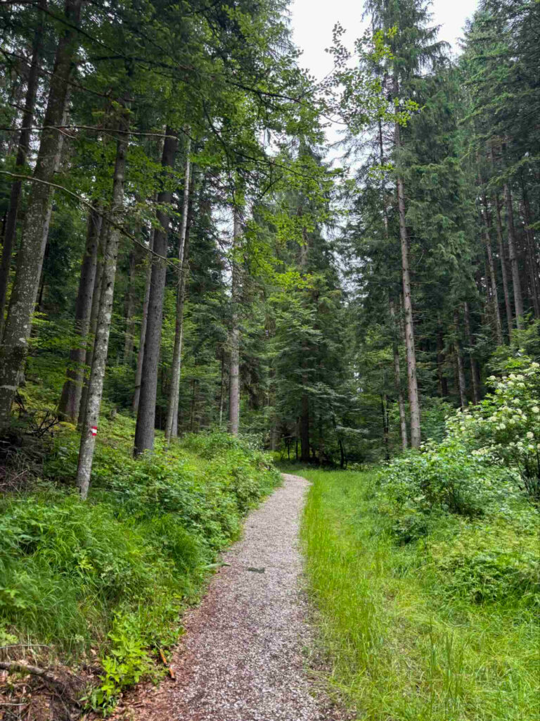 Schmaler Waldweg auf der Rundwanderung in Söll Richtung Moorsee