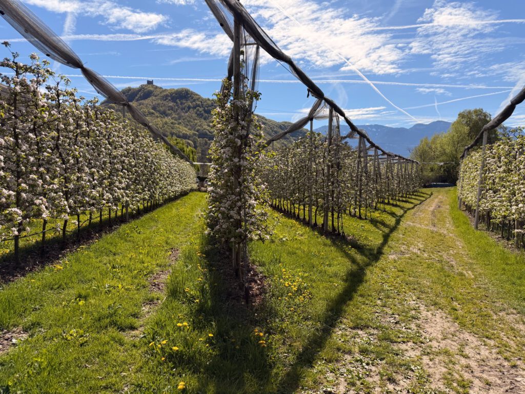 Apfelplantage Reihen Kaltern Südtirol