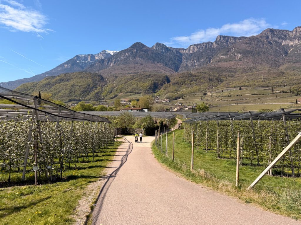 Breiter Weg durch Weinlandschaft Kaltern