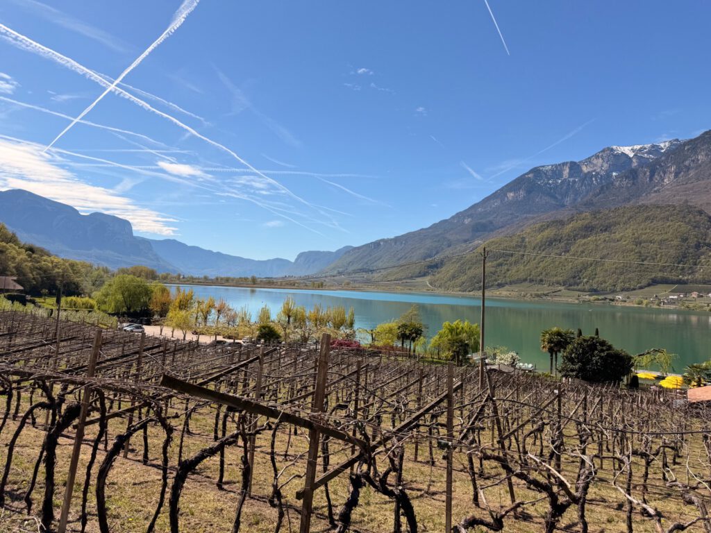 Blick auf Kalterer See durch Reben