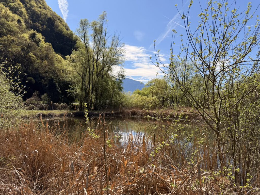 Biotop Kalterer See Natur und Wasser