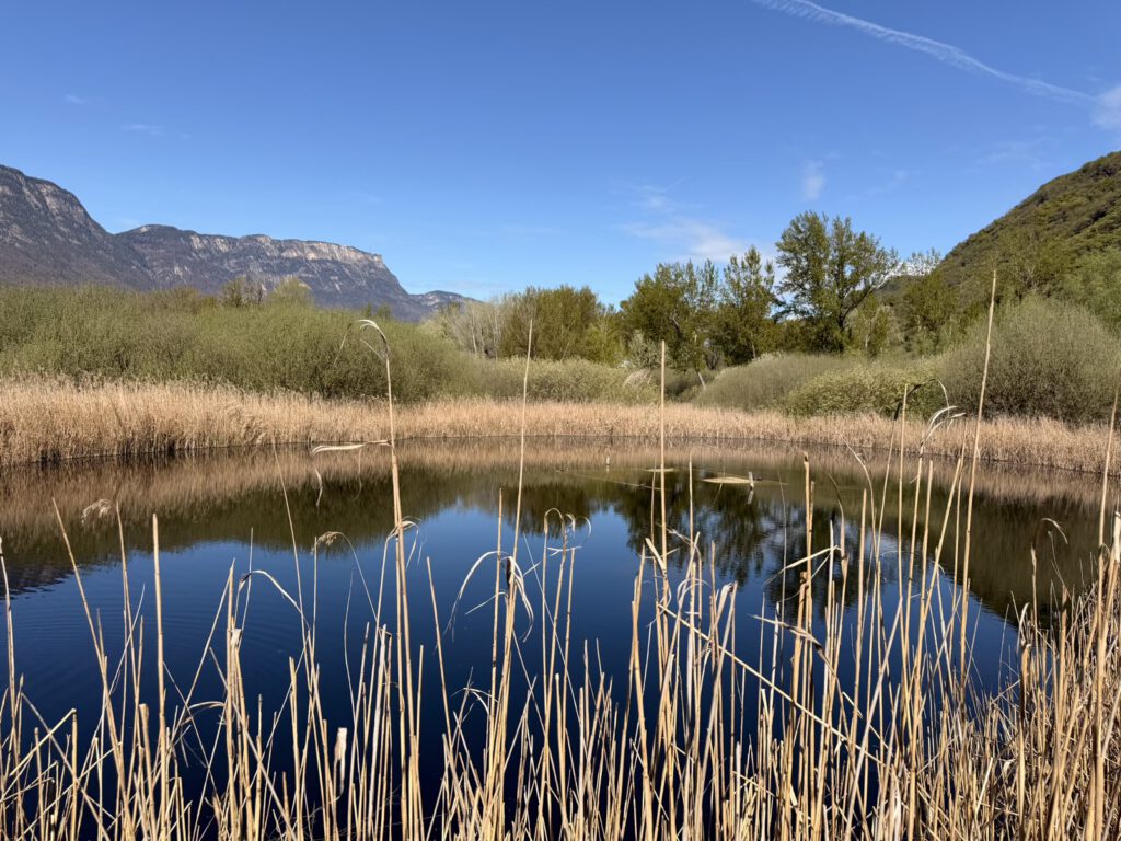 Kalterer See Teich mit Schilf und Bergen