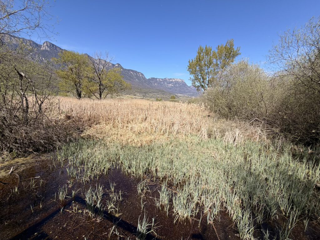 Schilfzone am Kalterer See Biotop Rundweg