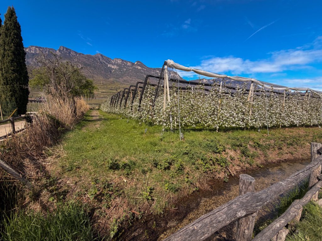 Blick auf Apfelanbau und Berge Südtirol