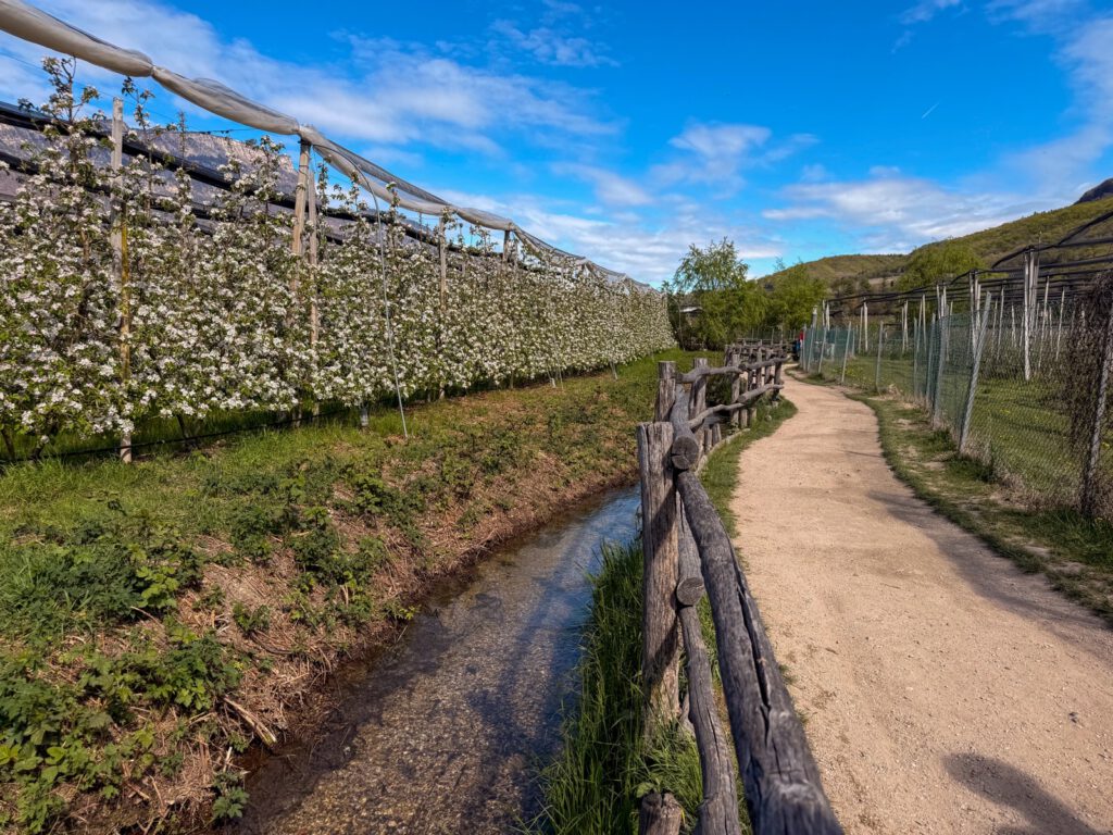 Wasserkanal neben Wanderweg Kalterer See und Apfelblüte
